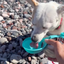 On-the-Go Bowl for Dogs